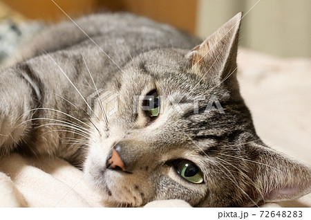 眠そうな猫 サバトラ猫の写真素材 7264