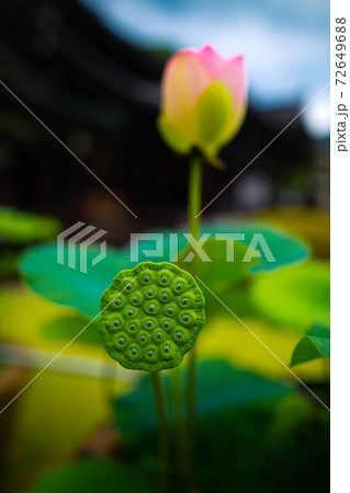 蓮花 蓮花 72649688