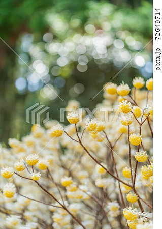 みつまたの花 【3月】 みつまたの花 【3月】 72649714