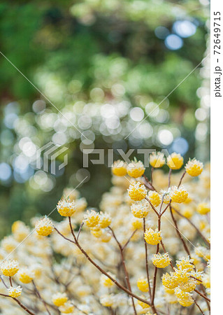 みつまたの花 【3月】 72649715