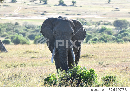 アフリカゾウ（マサイマラ国立保護区、ケニア） 72649778