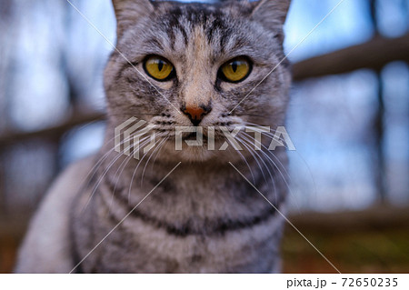 遠くを見つめる猫 遠くを見つめる猫 72650235