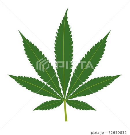 Green cannabis leaf isolated on white background Green cannabis leaf isolated on white background 72650832