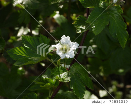 カジイチゴの花 カジイチゴの花 72651019