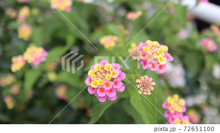 沖縄に咲く花 沖縄に咲く花 72651100