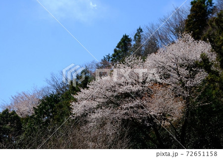 雑木林と青空と山桜　【相模原市津久井　4月】 72651158