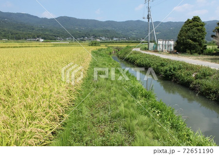 筑波山の山麓と田んぼ 筑波山の山麓と田んぼ 72651190