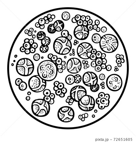 Chlorella 72651605