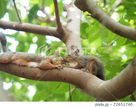 緑の森の中 木枝の上で眠る子育て中のママリスと甘える子リスの写真素材