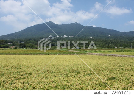 筑波山と稲刈り間近の田んぼ 筑波山と稲刈り間近の田んぼ 72651779