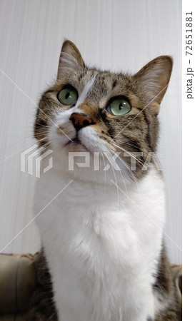 ねぇ、何してるの? 猫 ねぇ、何してるの? 猫 72651881