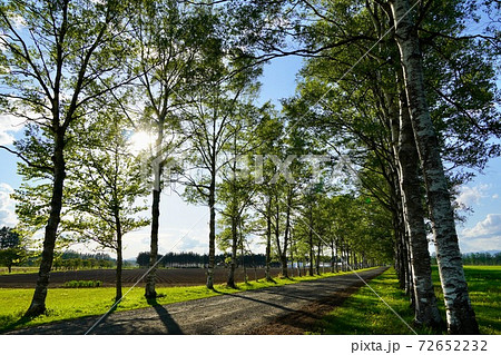 十勝牧場・白樺並木 72652232