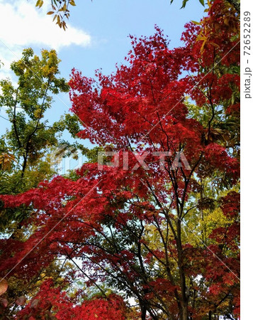 秋の紅葉 秋の紅葉 72652289