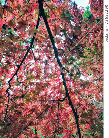 秋の紅葉 秋の紅葉 72652290