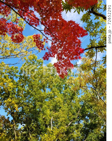 秋の紅葉 秋の紅葉 72652291