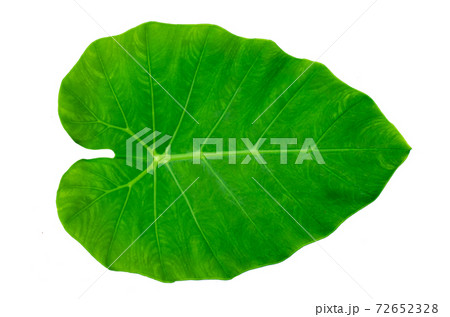 Leaves Calathea ornata pin stripe background White Isolate 72652328