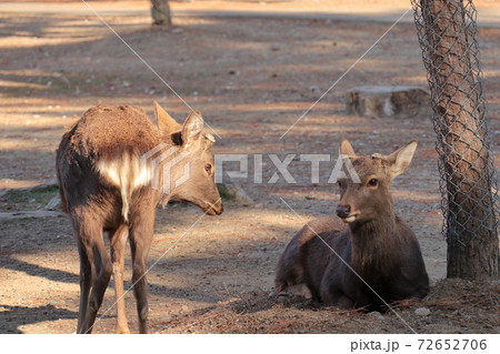 奈良公園の二匹の鹿 72652706
