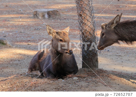 奈良公園の二匹の鹿 72652707