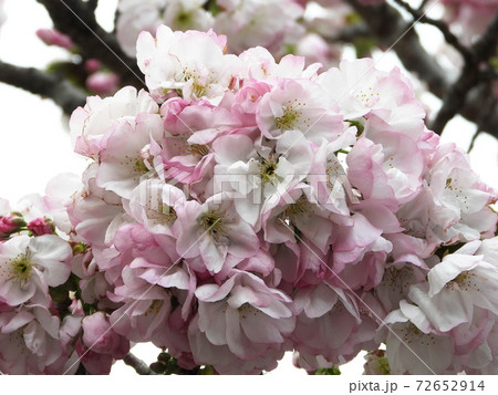 横輪桜 横輪桜 72652914