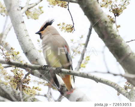 ヒレンジャク(野鳥) ヒレンジャク(野鳥) 72653053