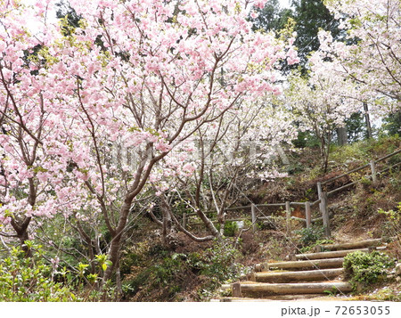 横輪桜 横輪桜 72653055