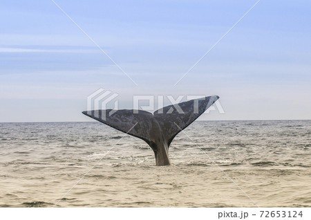Whale Patagonia Argentina 72653124