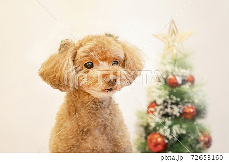 リボンをつけたトイプードルとクリスマスツリーの写真素材
