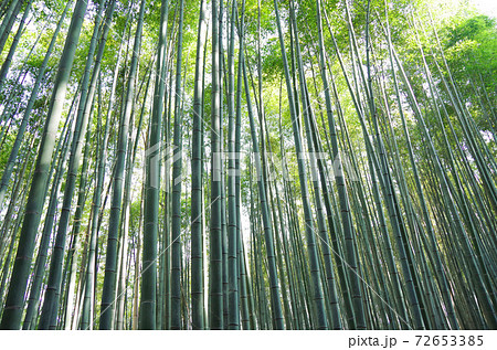 竹林の小怪 / 竹 72653385