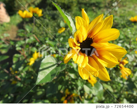 黄色い花(ルドベキア) 黄色い花(ルドベキア) 72654400