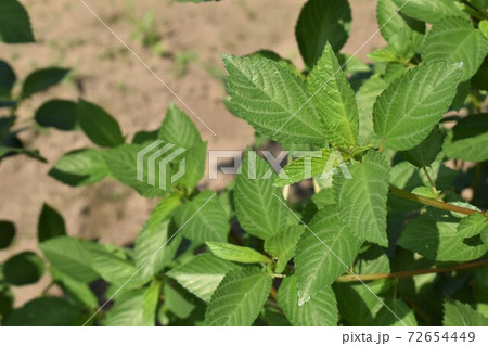 モロヘイヤ 72654449