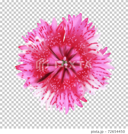 水彩風　濃いピンクのナデシコ　線画なし 72654450