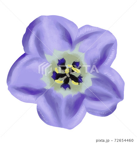 水彩風 紫のホオズキの花 線画なしのイラスト素材