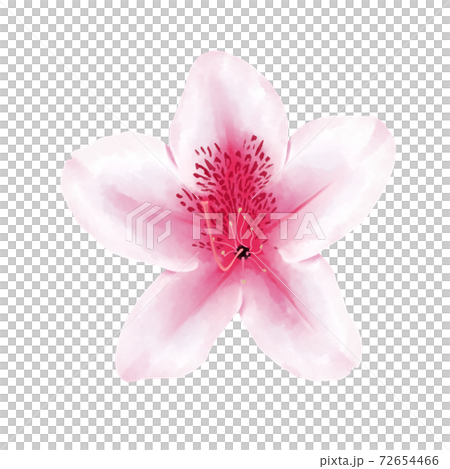 Watercolor style pale pink azalea without line art Watercolor style pale pink azalea without line art 72654466