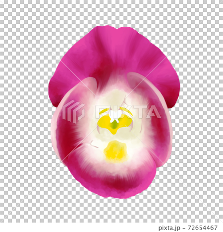 Watercolor style bright pink torenia without line art Watercolor style bright pink torenia without line art 72654467