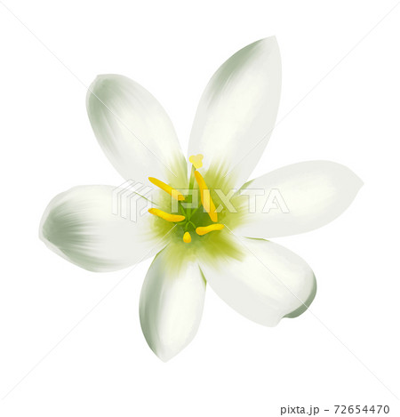 水彩風 白色のタマスダレの花 線画なし 水彩風 白色のタマスダレの花 線画なし 72654470