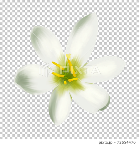 Watercolor style white zephyrlily flower without line art 72654470