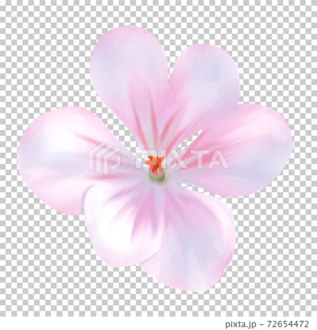 水彩風 淡いピンクのゼラニウム 線画なし 水彩風 淡いピンクのゼラニウム 線画なし 72654472