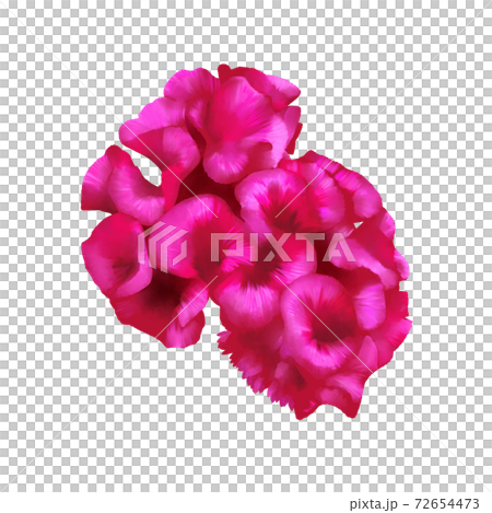 Watercolor style deep red cockscomb flower without line art Watercolor style deep red cockscomb flower without line art 72654473