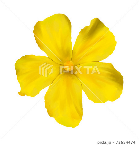 水彩風　黄色のゴーヤの花　線画なし 72654474