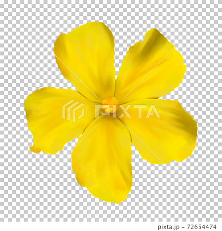 水彩風　黄色のゴーヤの花　線画なし 72654474