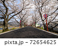 トンネル桜 72654625