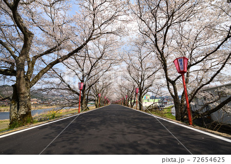 トンネル桜 トンネル桜 72654625