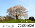 青空と醍醐桜 72654626