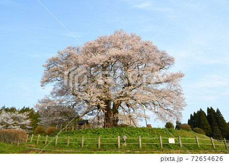 青空と醍醐桜 青空と醍醐桜 72654626