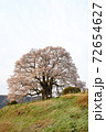 春の醍醐桜 72654627