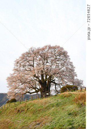 春の醍醐桜 春の醍醐桜 72654627