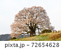 満開の醍醐桜 72654628