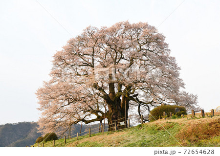 満開の醍醐桜 72654628