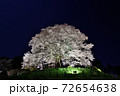 醍醐桜ライトアップ 72654638
