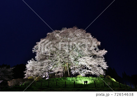醍醐桜ライトアップ 醍醐桜ライトアップ 72654638